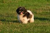 SHIH TZU 357